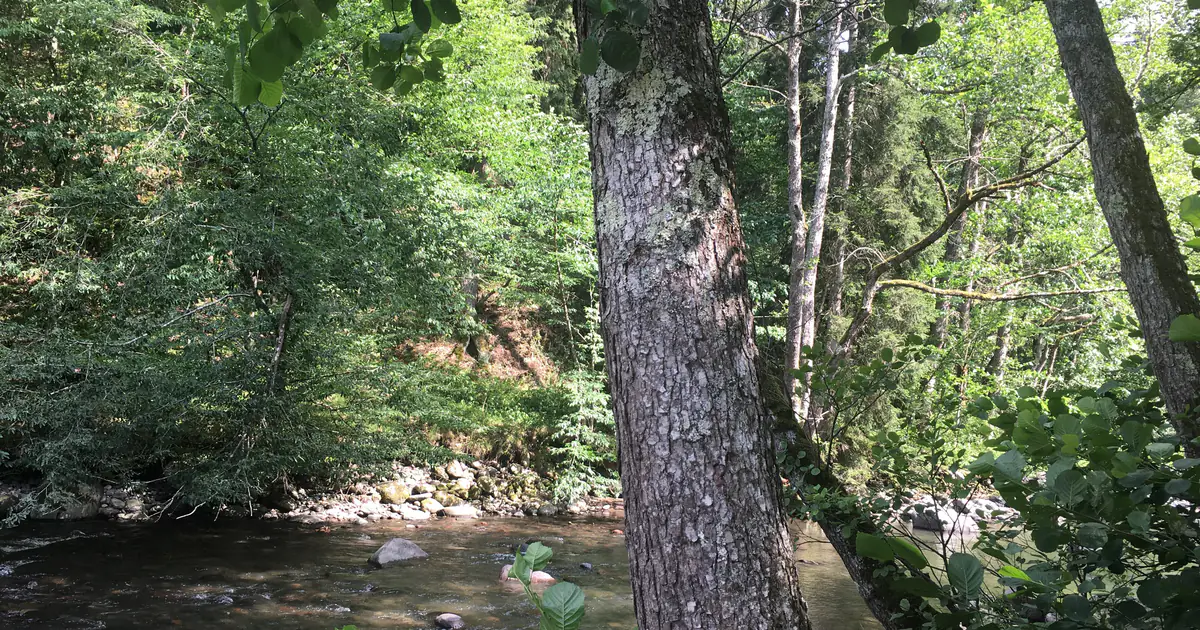 Forest in the Borjomula gorge, Borjomi Park
