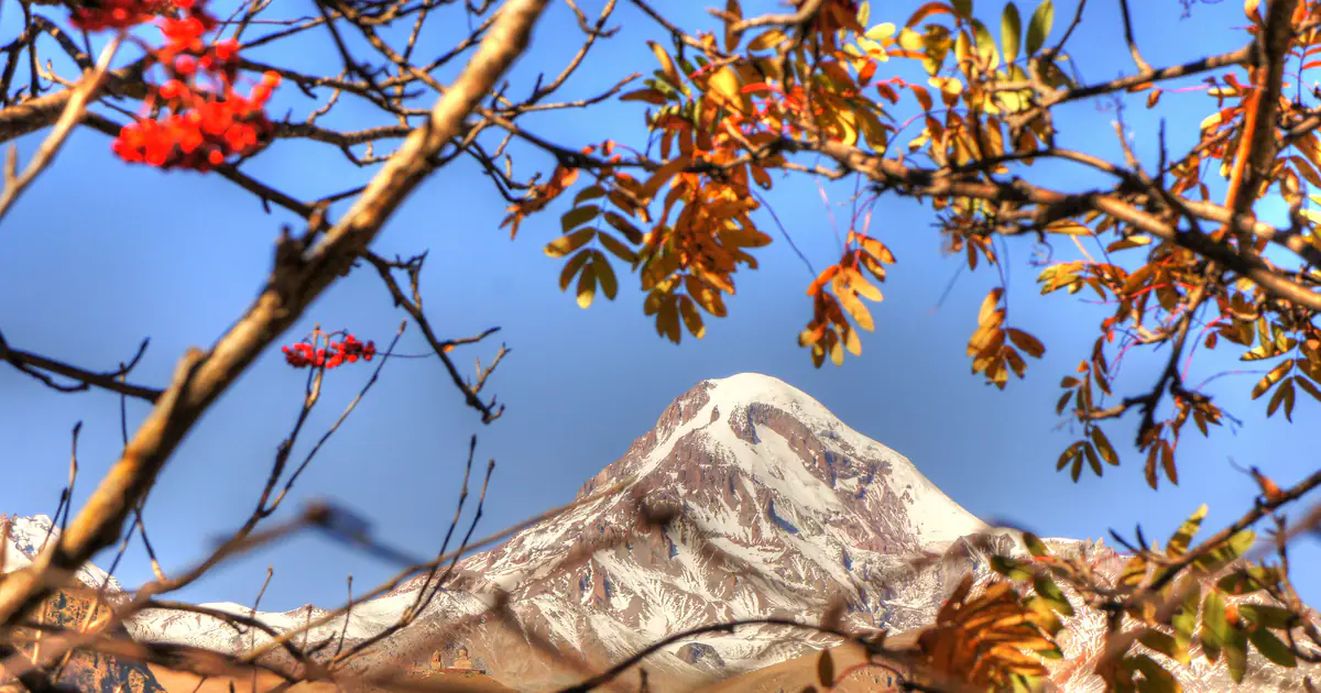 Autumn rowan against Mount Kazbek in October