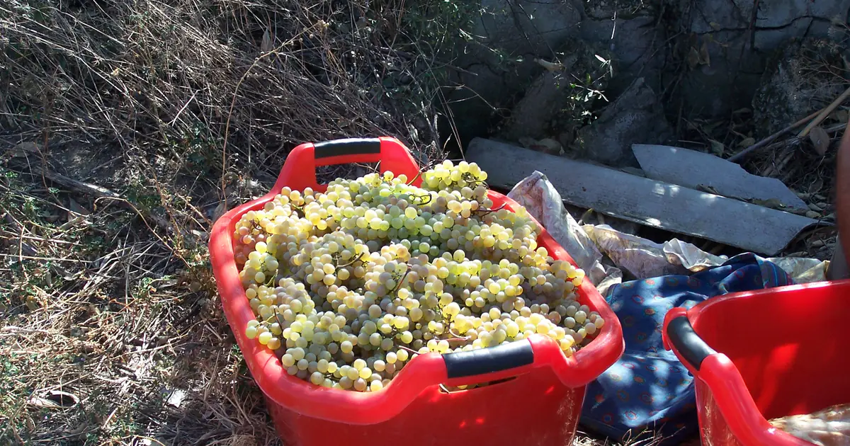 Crates of freshly picked grapes during rtveli in Kakheti